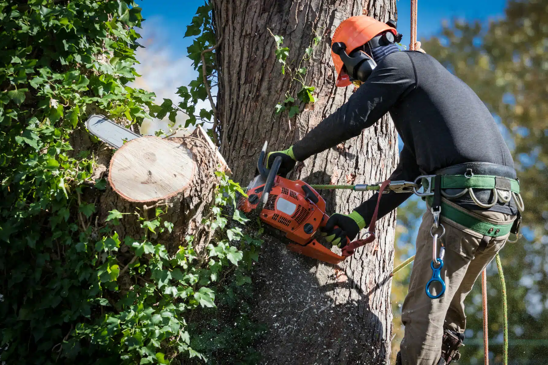 professional tree care